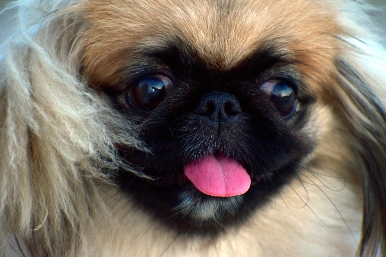 pekingese, fluffy, female dog