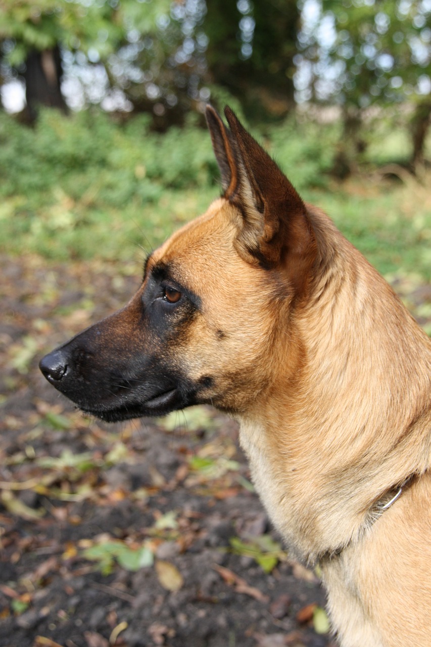 malinois, belgian shepherd dog, animal