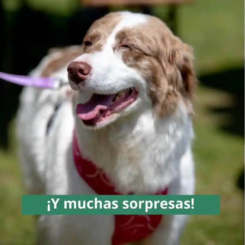 sorpresas-parquepet
