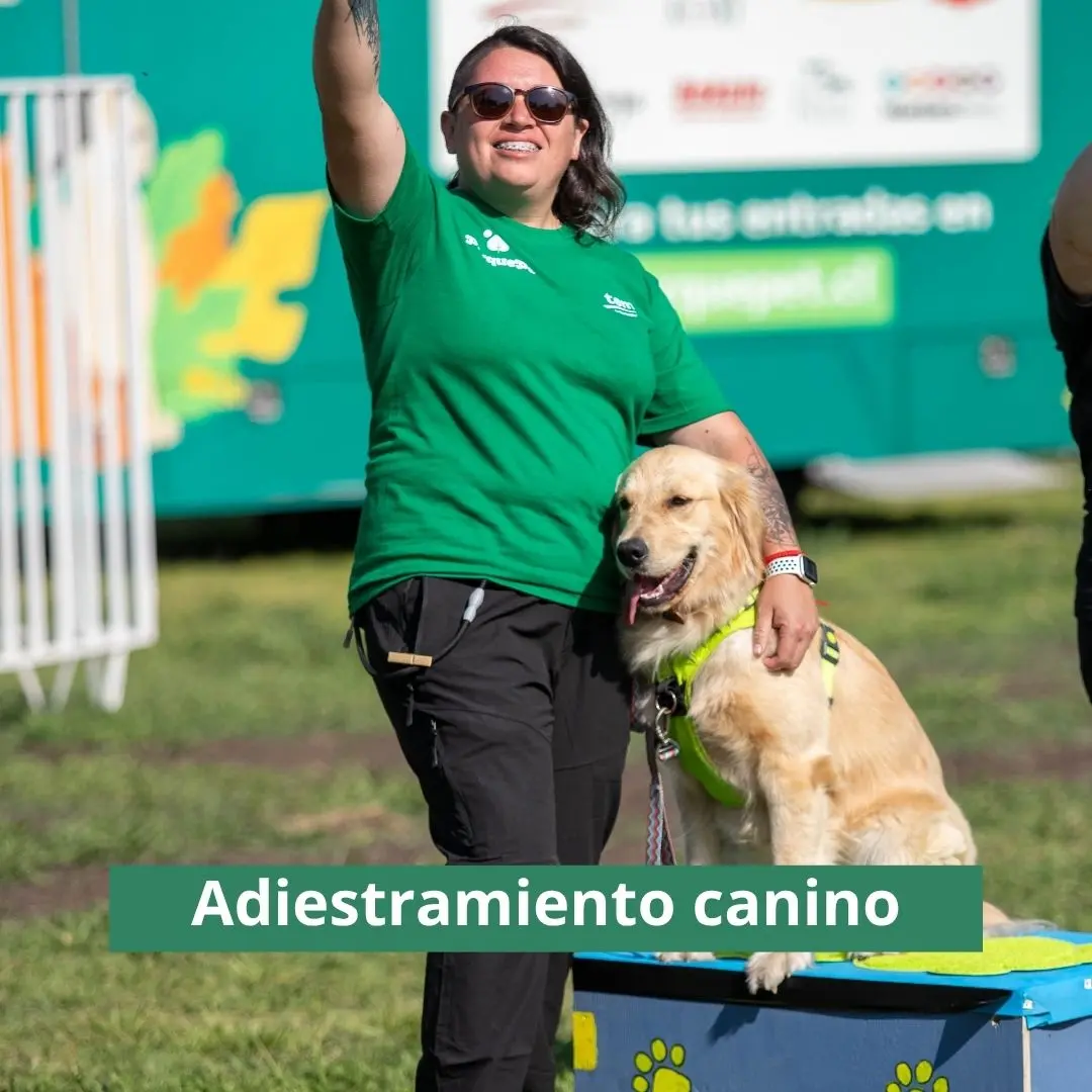 adiestramiento canino