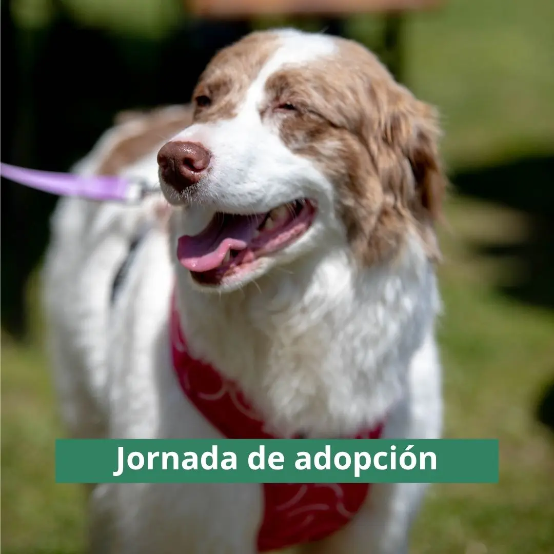 jornada de adopción
